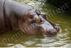 Hippo # 2